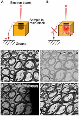 Methodological Improvements With Conductive Materials for Volume Imaging of Neural Circuits by Electron Microscopy